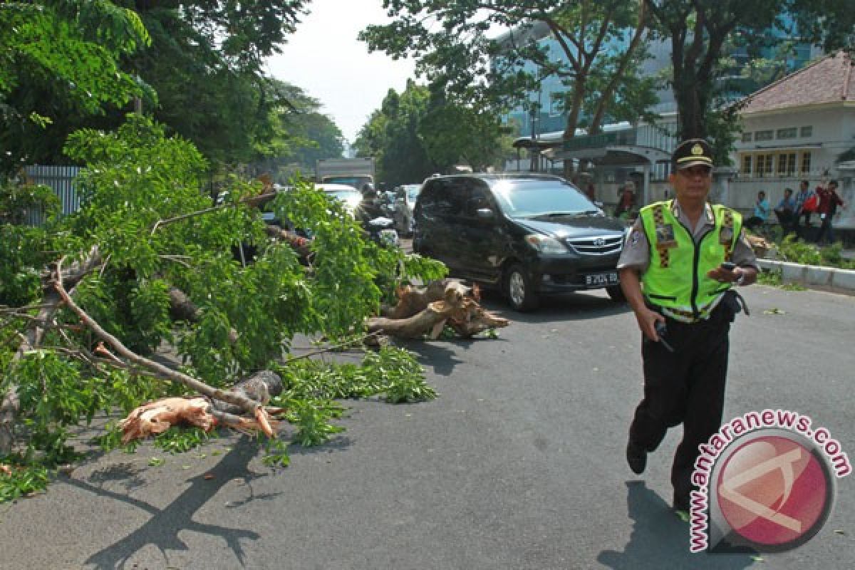 Sejumlah pohon tumbang akibat hujan Jakarta