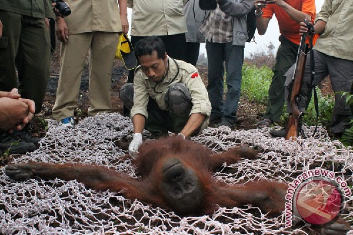 Penjual orangutan dari Aceh diburu polisi