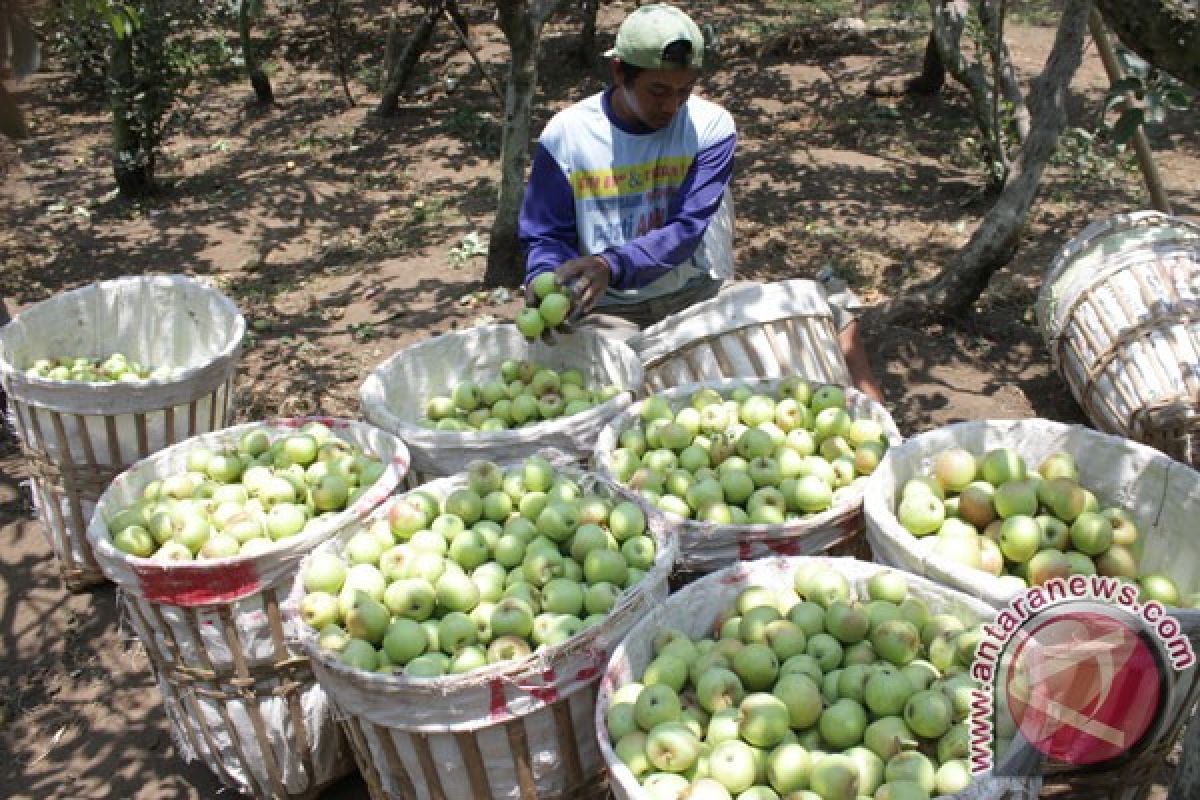 E Java, PUM Netherlands continue cooperation in apple farming