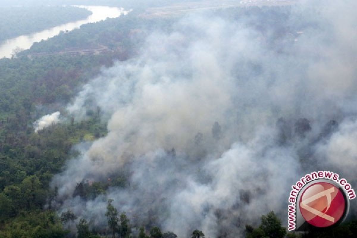 14 Perusahaan Pembakar Hutan Dan Lahan Ditindak