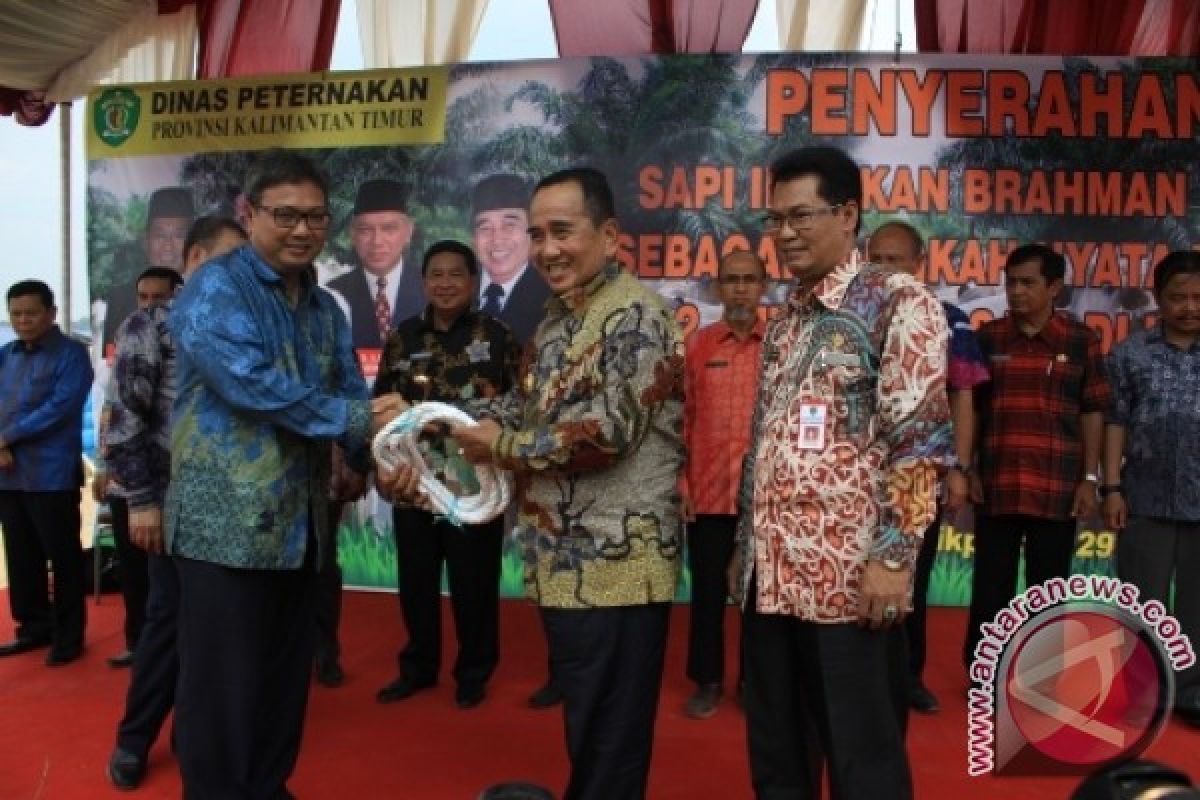 Pemprov Kaltim Segera Distribusikan Sapi Bantuan Pusat