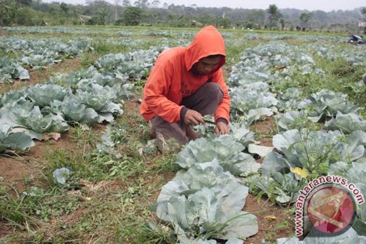 Harga kol bulat ditingkat petani capai Rp5.000