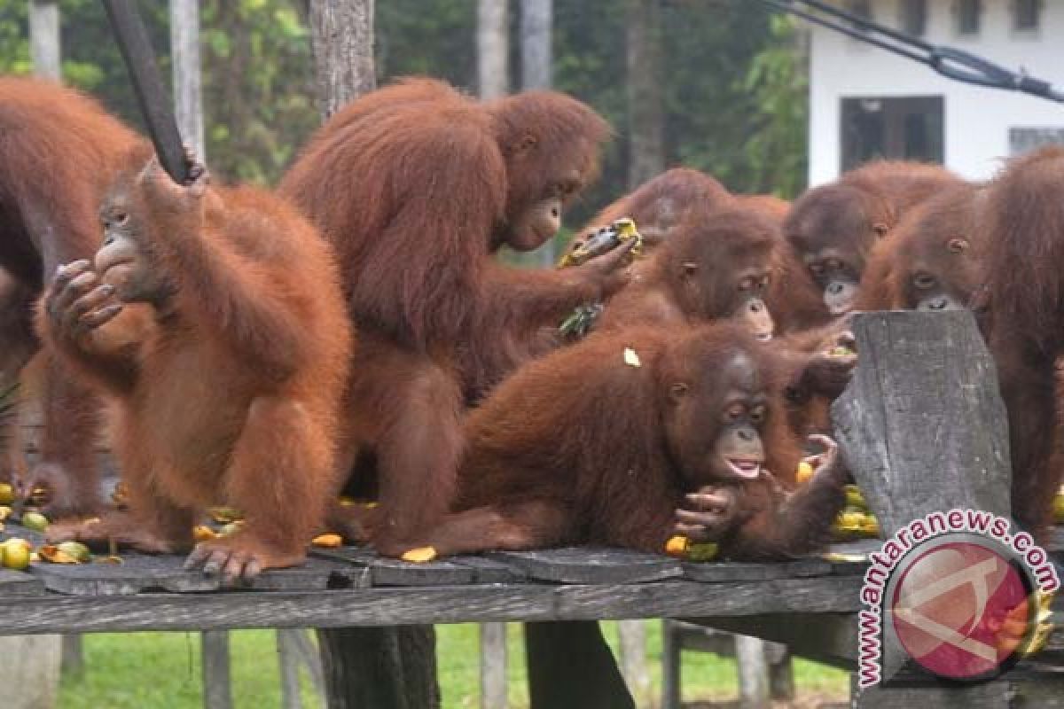 Orangutan sitaan Polda Riau stres