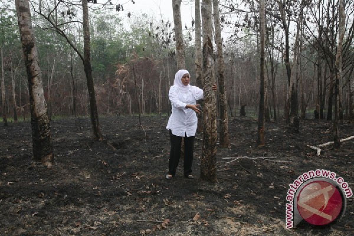 Ratusan hektare kebun karet tua di Batanghari-Jambi diremajakan