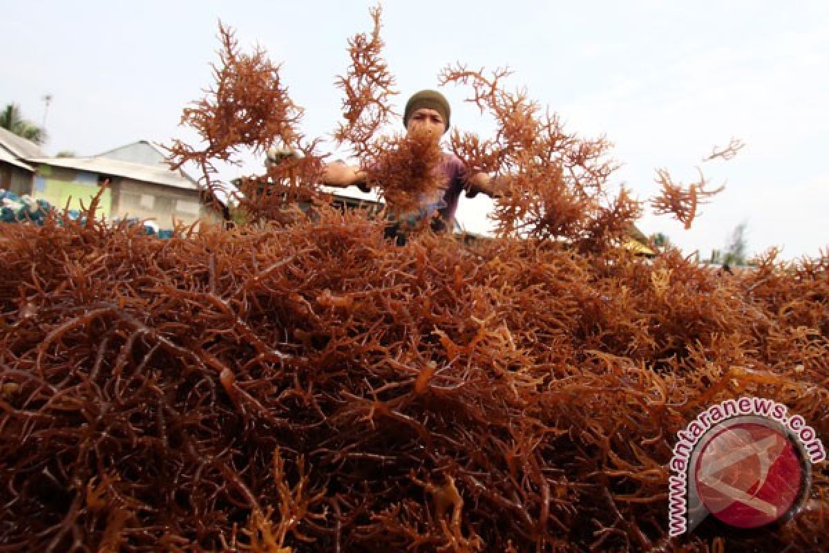 Pemerintah setengah hati berdayakan petani rumput laut