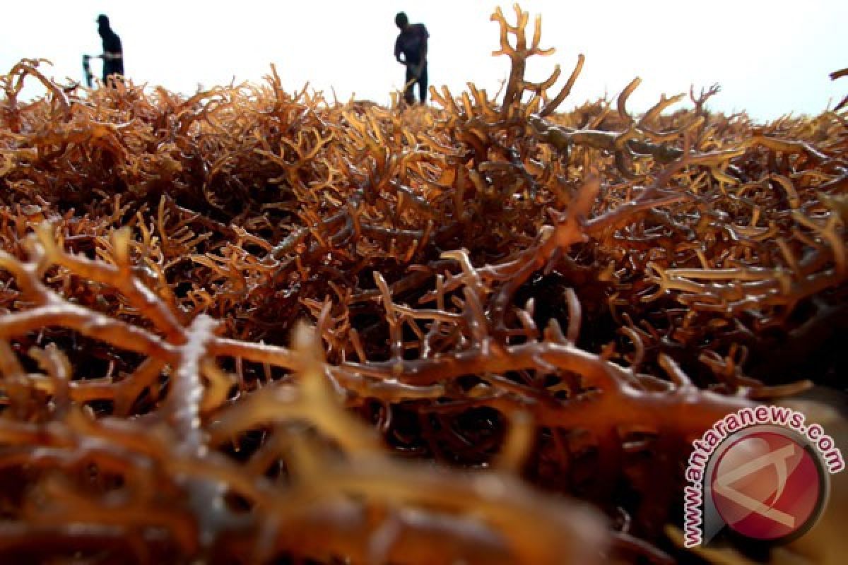 Ekspor rumput laut diperkirakan turun 30 persen