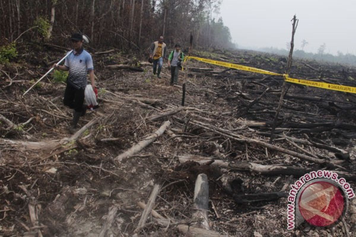 Walhi minta pemerintah moratorium pembukaan lahan rawa