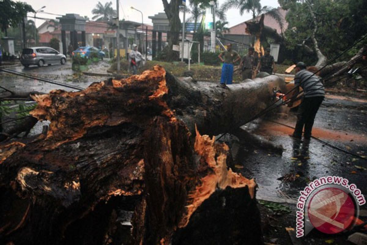 Hujan deras dan angin kencang tumbangkan pepohonan di Jember