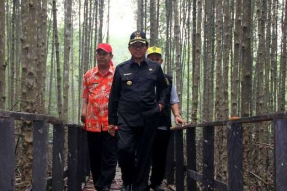 Bupati Indragiri Hilir Tinjau Hutan Mangrove