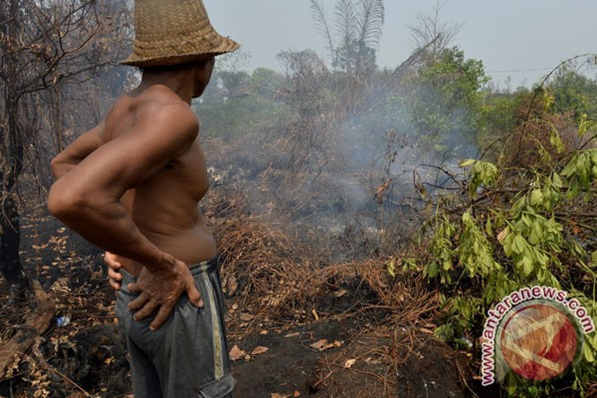 Agency to restore over 800 thousand hectares of peatland areas