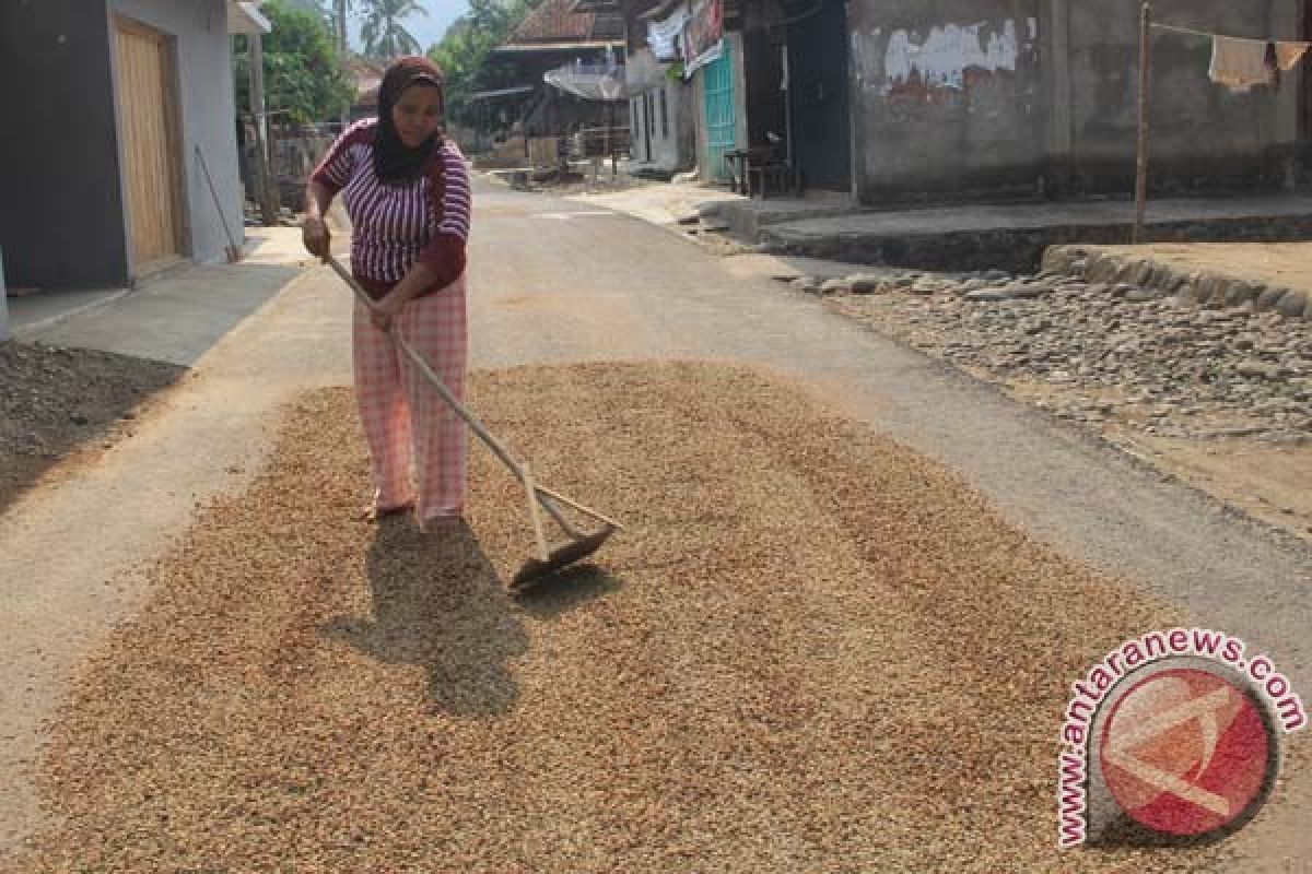 Desa Indramayu penghasil kopi terbaik di Sumsel 