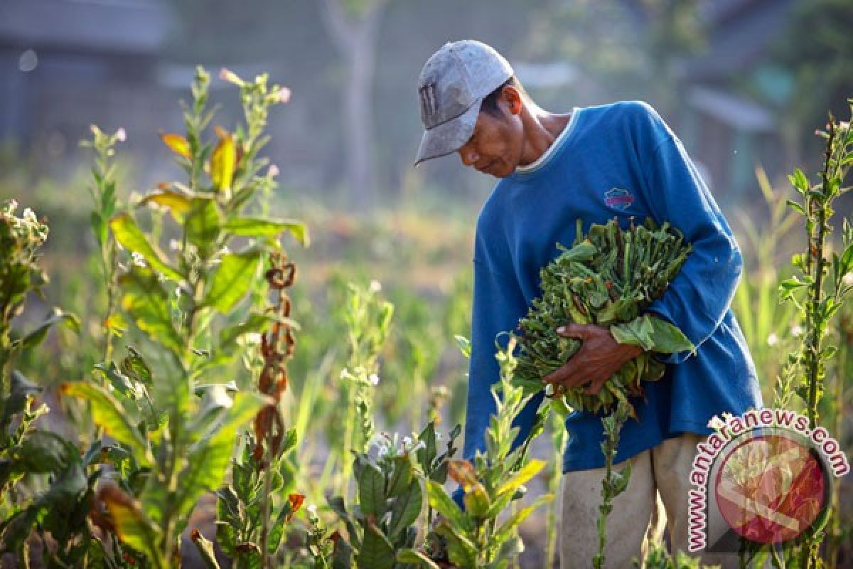 Produksi panen tembakau Garut turun