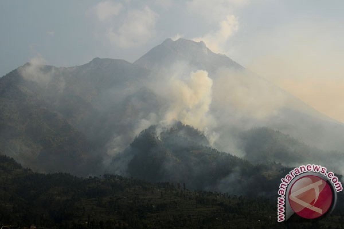 Taman Nasional Merapi hijaukan lahan bekas kebakaran