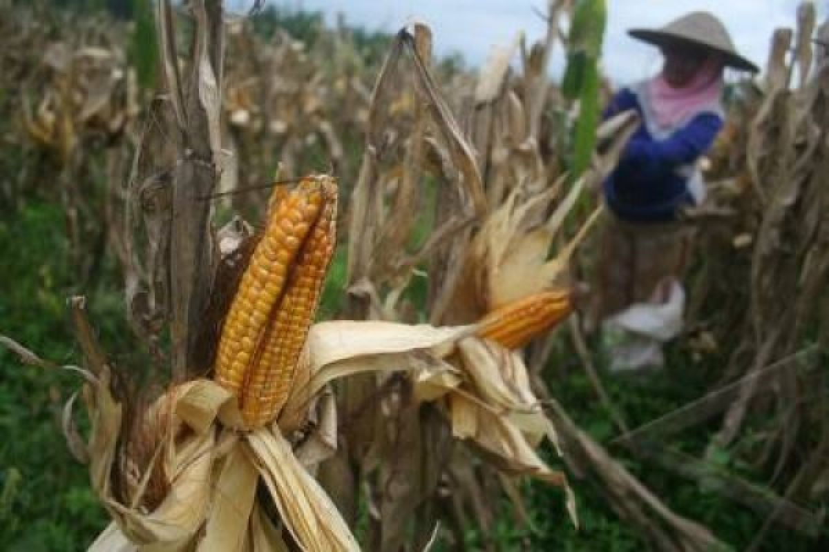 Bupati Bantul harapkan produksi jagung makin meningkat 