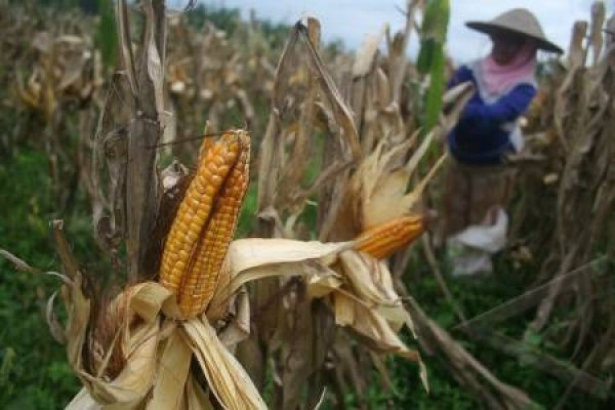 Petani harus tanam varietas tahan kekeringan