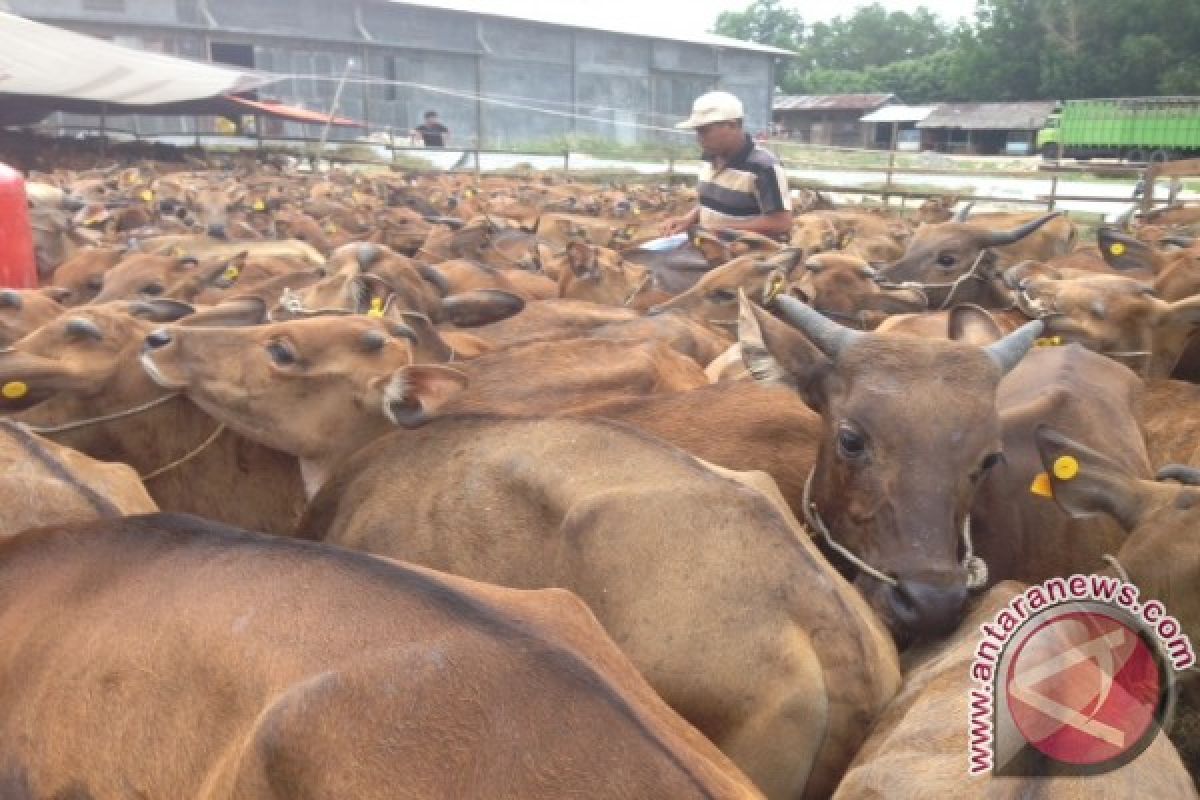 Kalbar Dapat Jatah 1.000 Ekor Sapi  