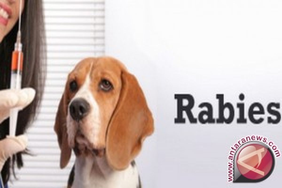 Liur hewan dengan rabies bisa menularkan penyakit