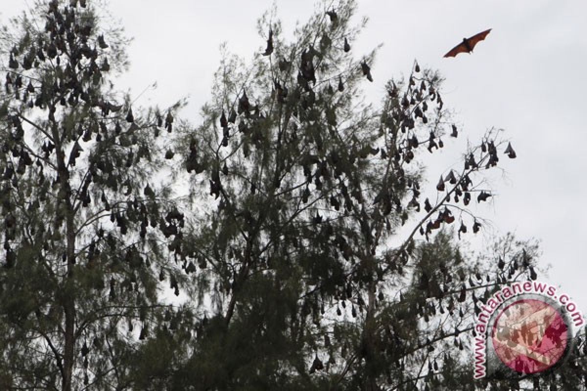 Ternyata ada enam jenis virus pada kelelawar buah di  Indonesia