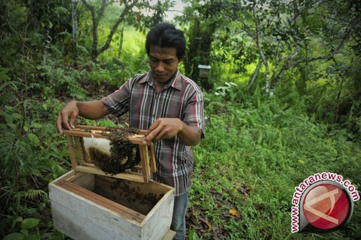 Puluhan kelompok lebah madu Lombok kesulitan modal