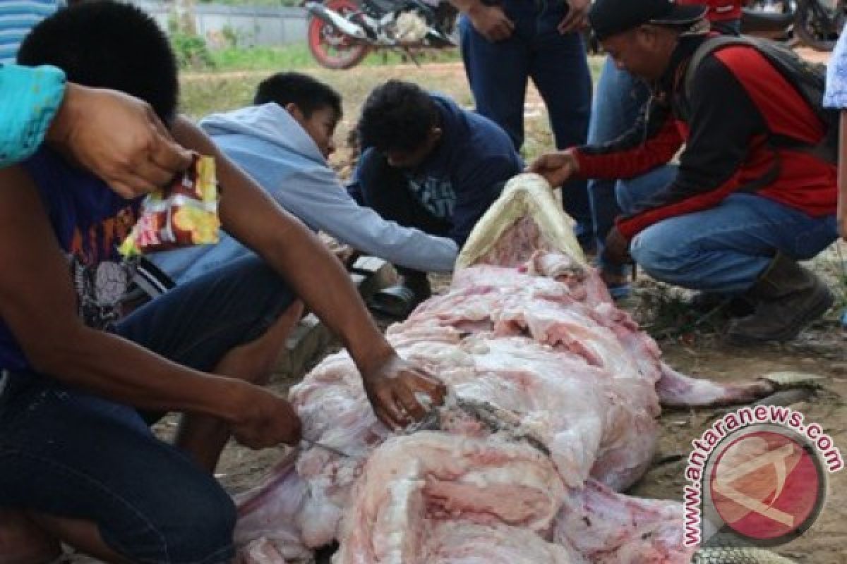 Pemburu Tangkap Puluhan Buaya di Kutai Timur