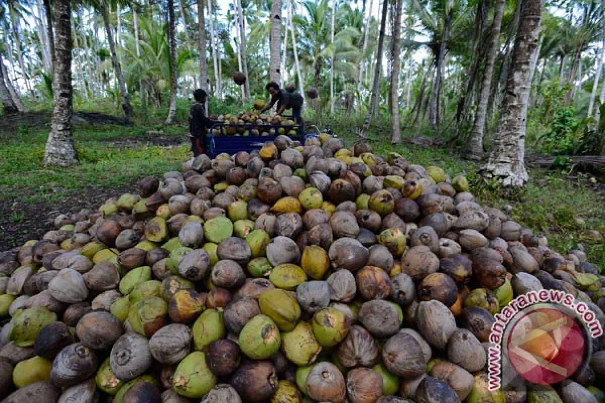 North Maluku seeks to revive copra exports