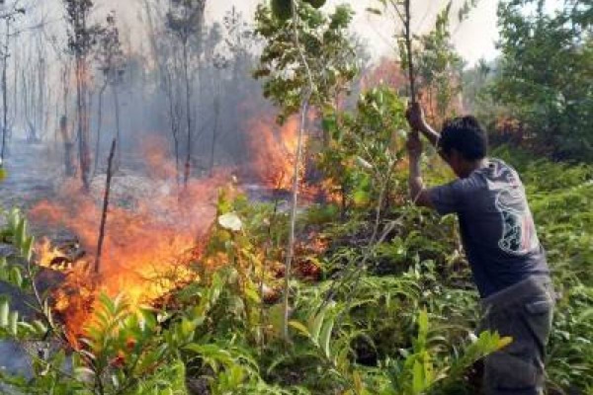 Selama Kemarau, 1.368 Hektare Hutan Terbakar