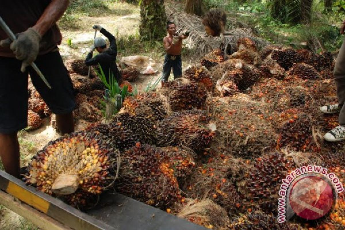 Harga TBS  sawit barito utara naik tipis