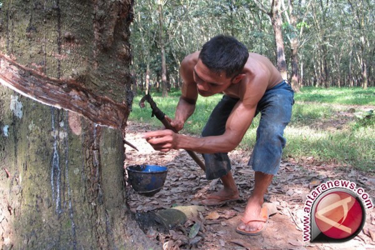 Pemporov Jambi anjurkan petani karet gunakan deorap