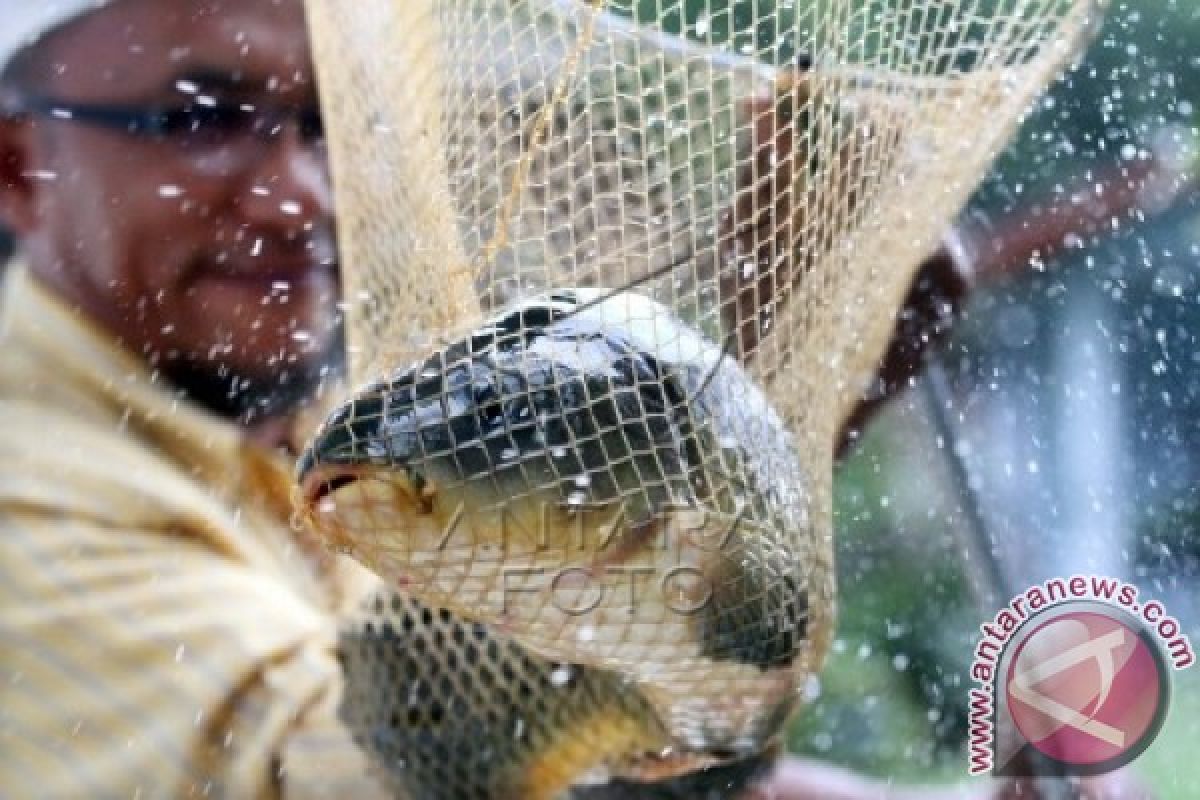 Budidaya ikan air tawar prospektif di Lhokseumawe