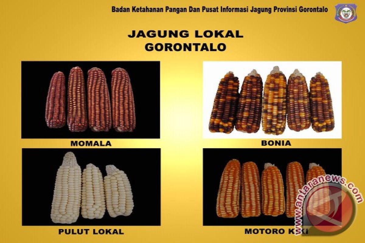 Satu Komunitas Selamatkan Jagung Bonia Dari Kepunahan