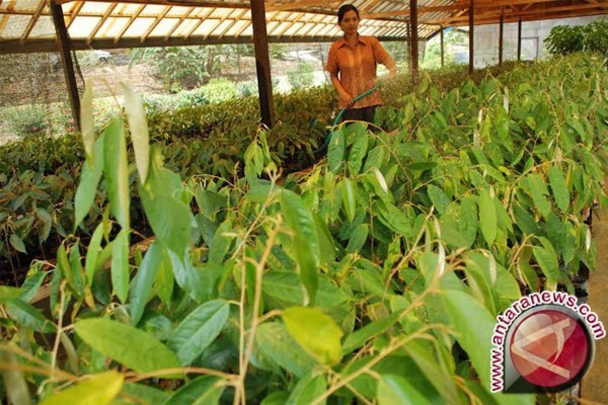 Anggota DPD Bantu Petani 300 Bibit Durian