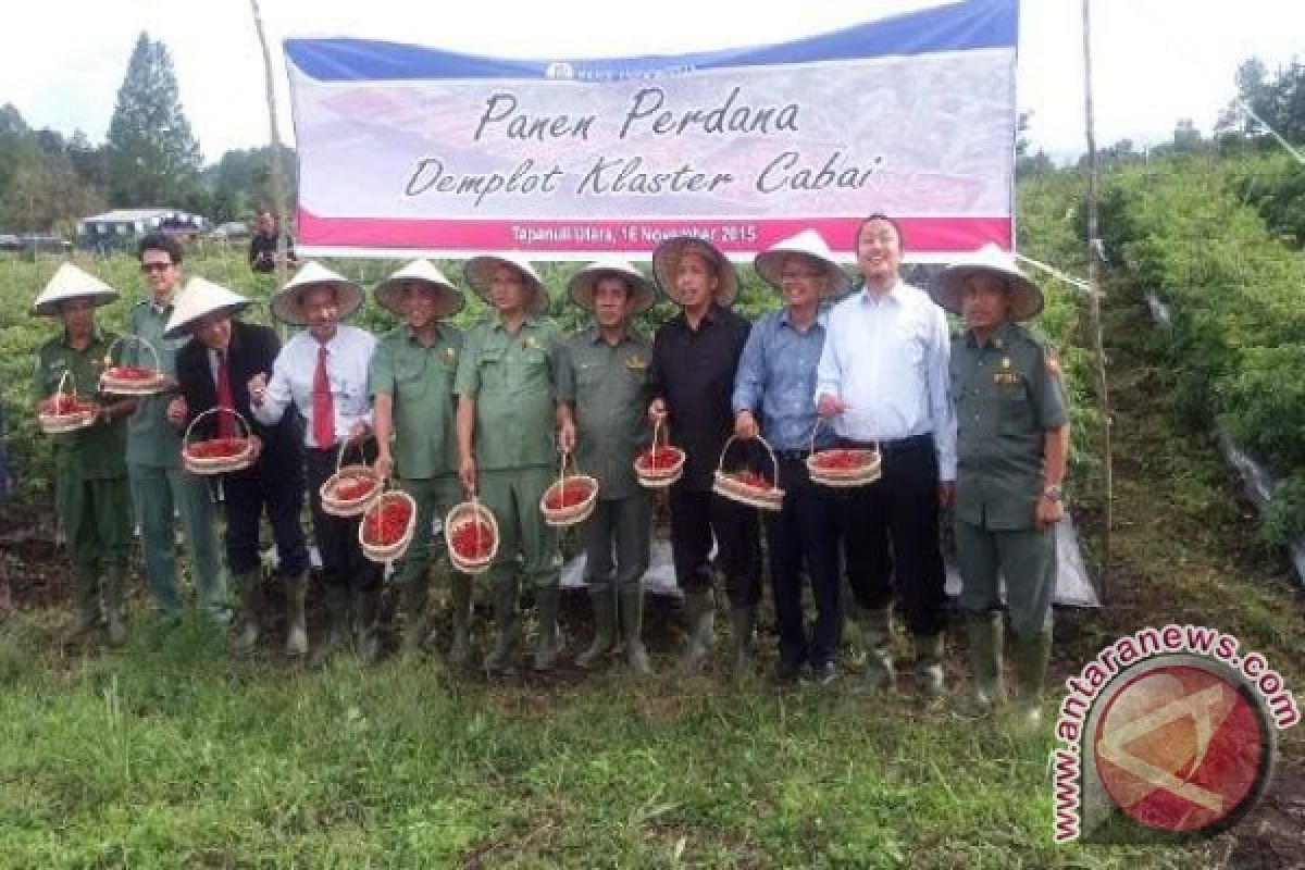 Taput Panen Cabai Merah Di Demplot BI