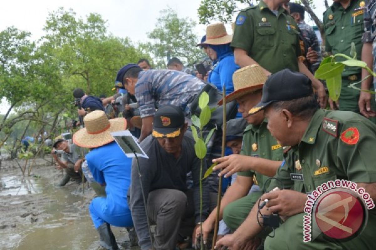 TNI AL Tanam 10 Ribu Bibit Mangrove di Pantailabu