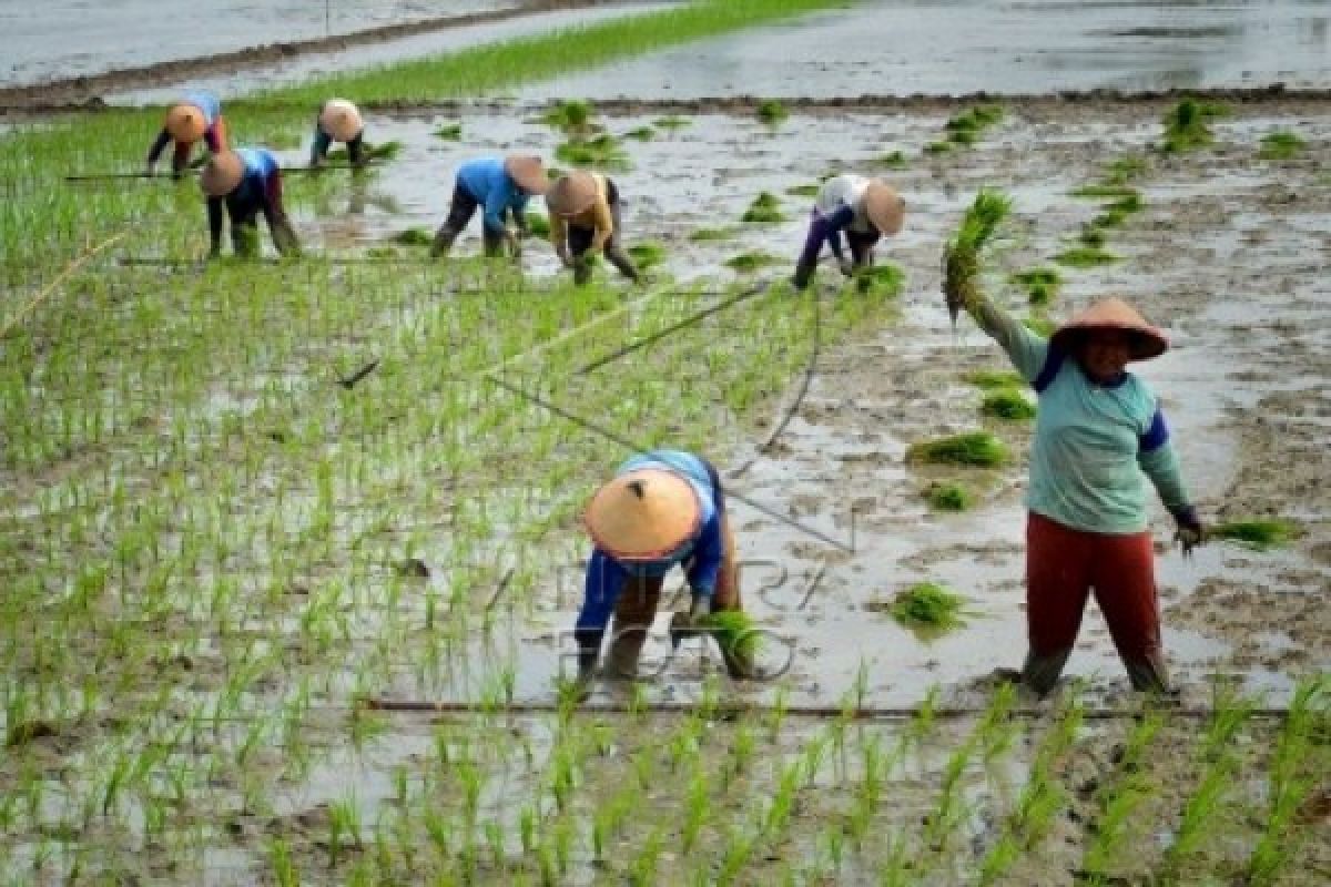 Boyolali Pacu Program Desa Mandiri Pangan