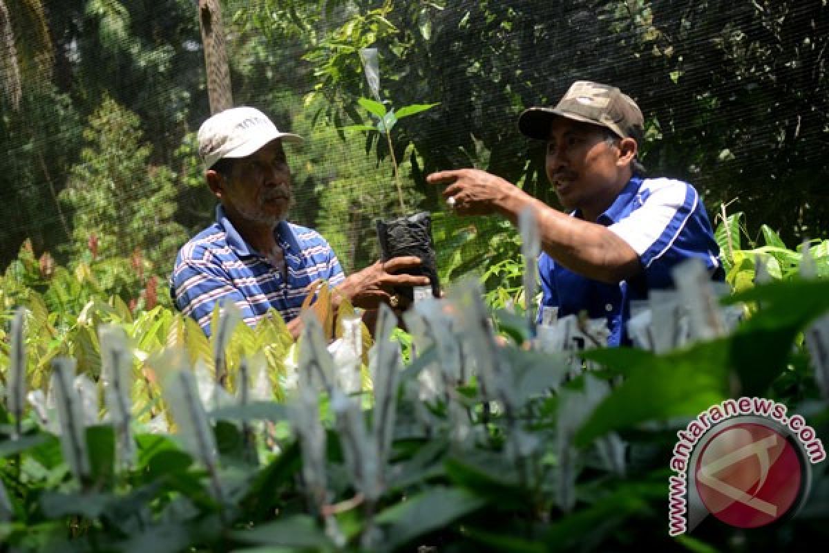 Petani kakao butuh pupuk organik