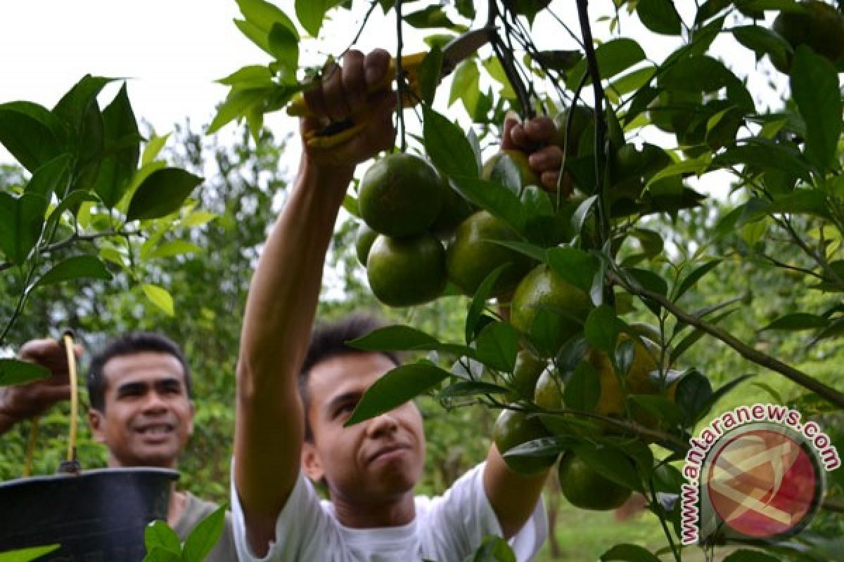 Budidaya Jeruk Mulai Digemari Petani Solok Selatan