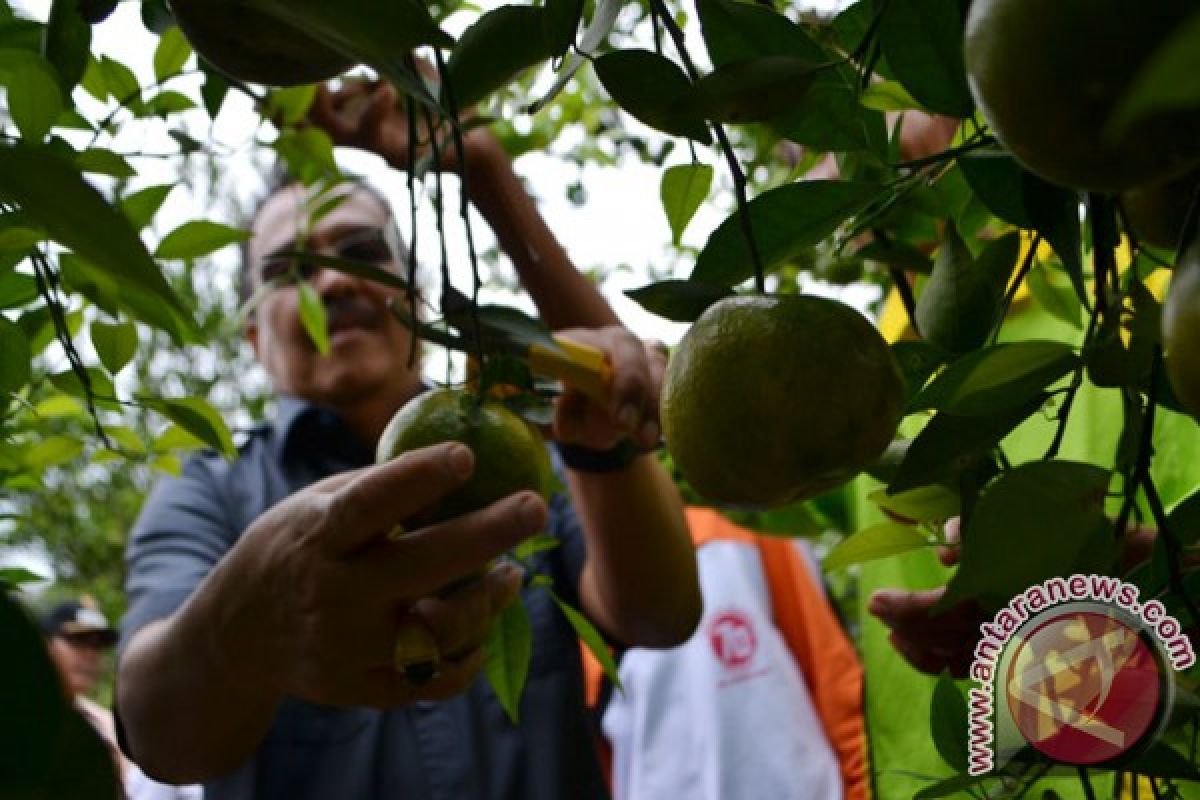 Mengolaborasikan Agribisnis-Wisata "Jeruk Dau" Melalui BUMDes