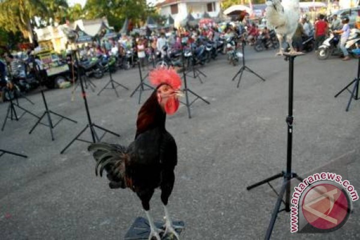 Artis Ibukota Datangi Kandang Ayam Untuk Rumah Tinggal
