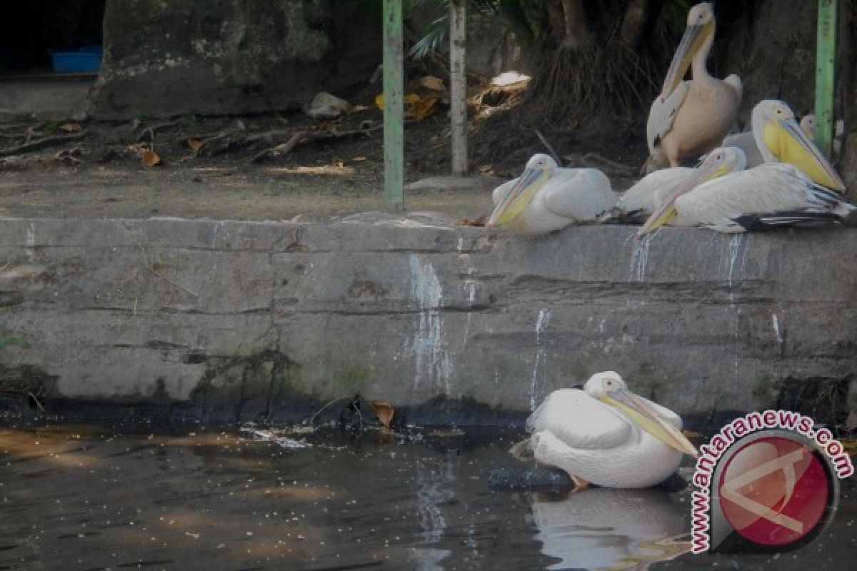 Gl Zoo berhasil kembangbiakkan burung dilindungi