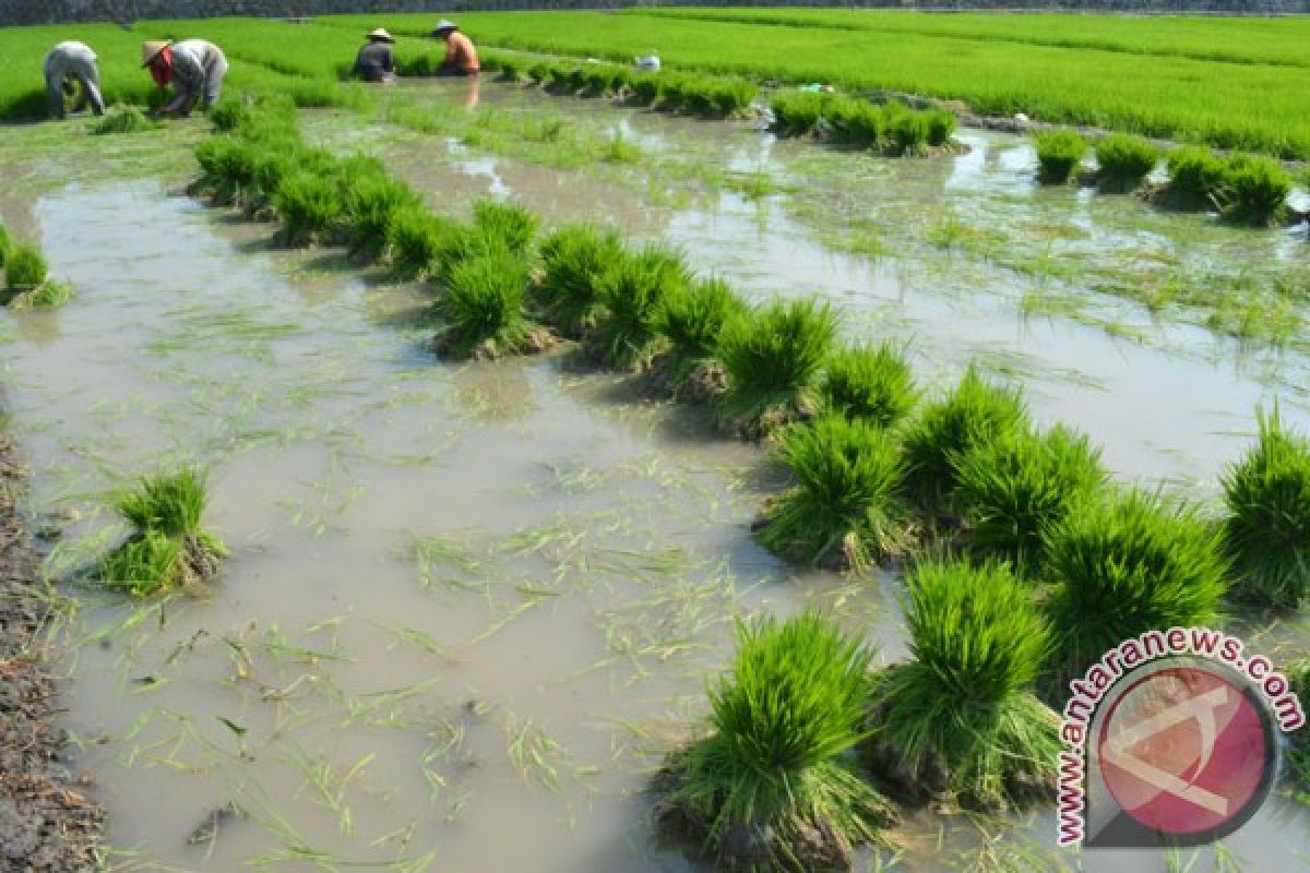 Stok Pupuk Bersubsidi di Tulungagung Menipis