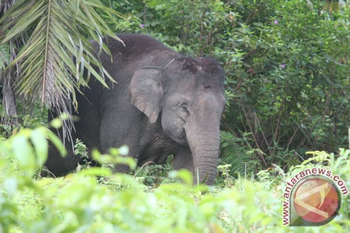 Kawanan gajah liar merusak kebun kelapa warga Pekanbaru
