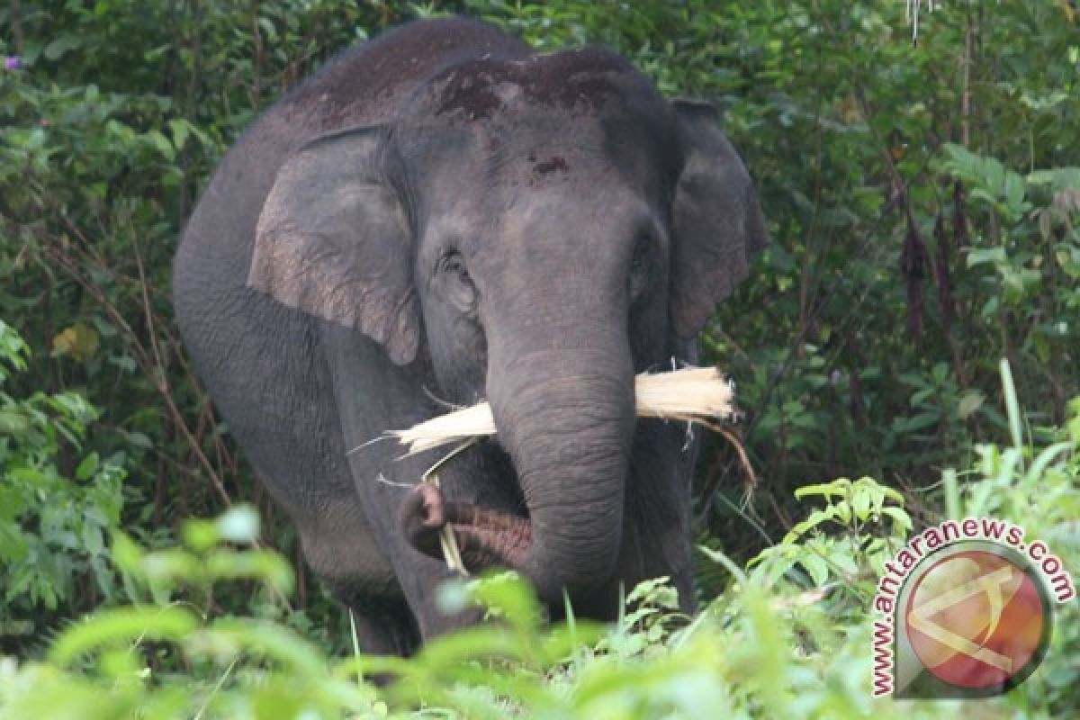 Belasan gajah masih berkeliaran di permukiman warga Nagan Raya
