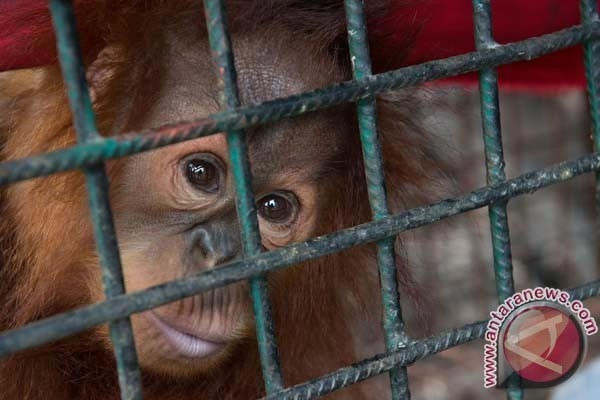 Orangutan Selundupan Dari Thailand Jalani Tes DNA