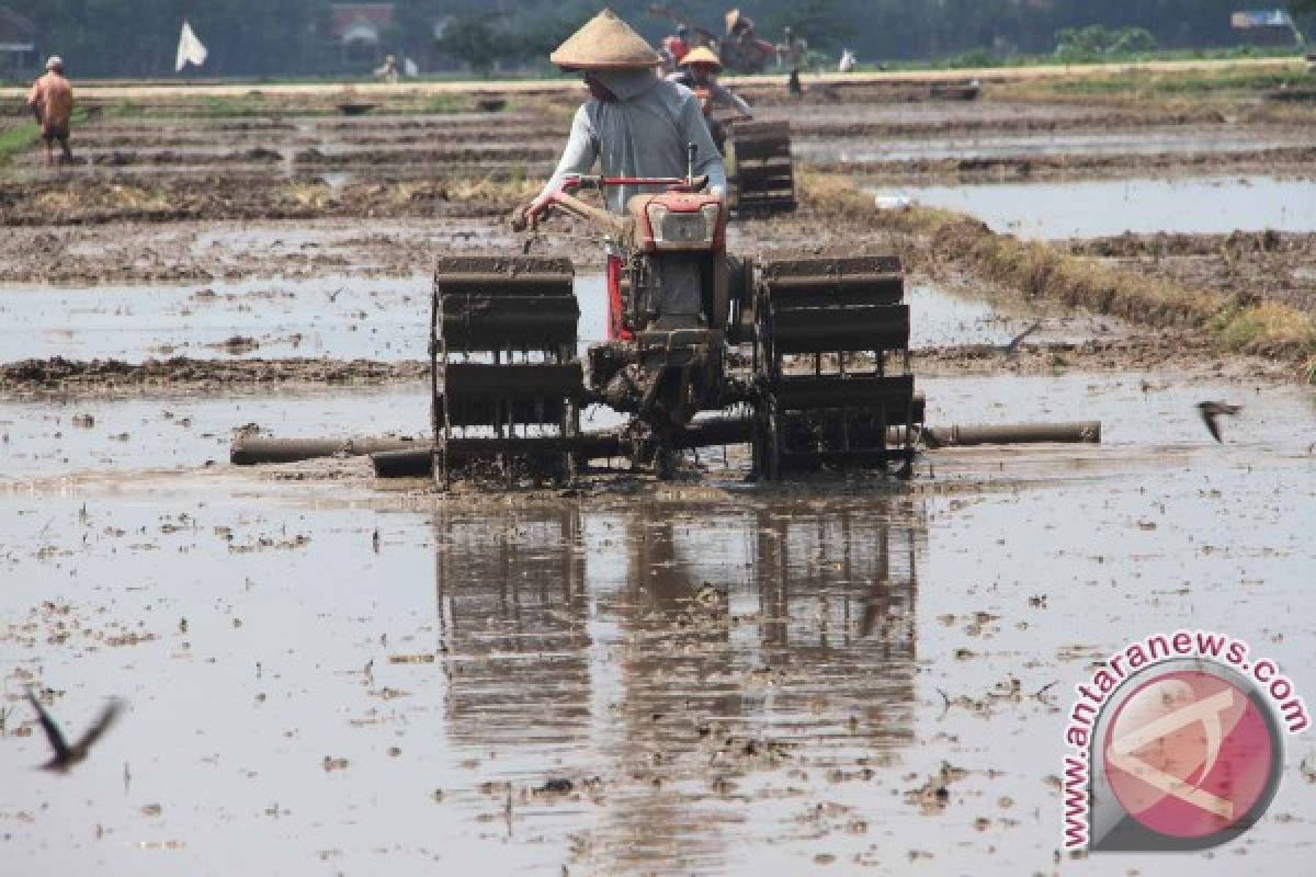 Ratusan Hektare Lahan Pertanian Tulungagung Terancam Banjir
