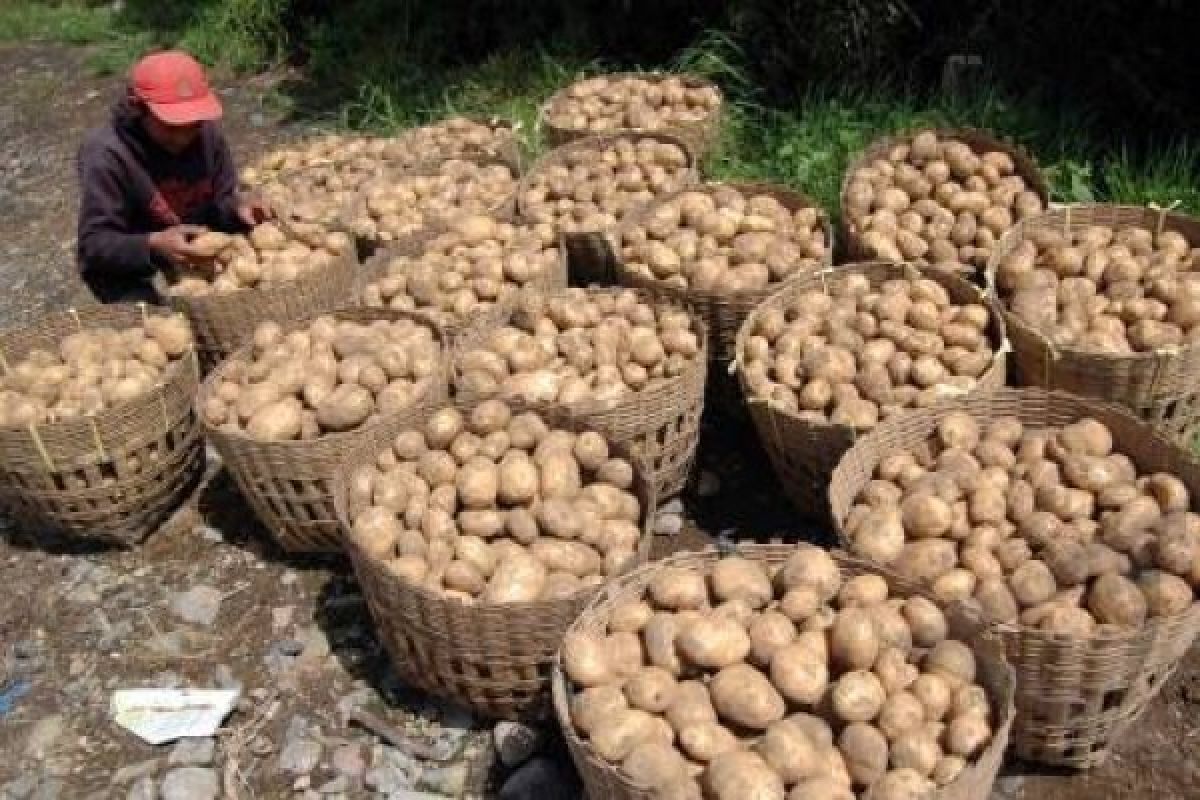 Stok Terbatas, Harga Kentang di Wonosobo Naik