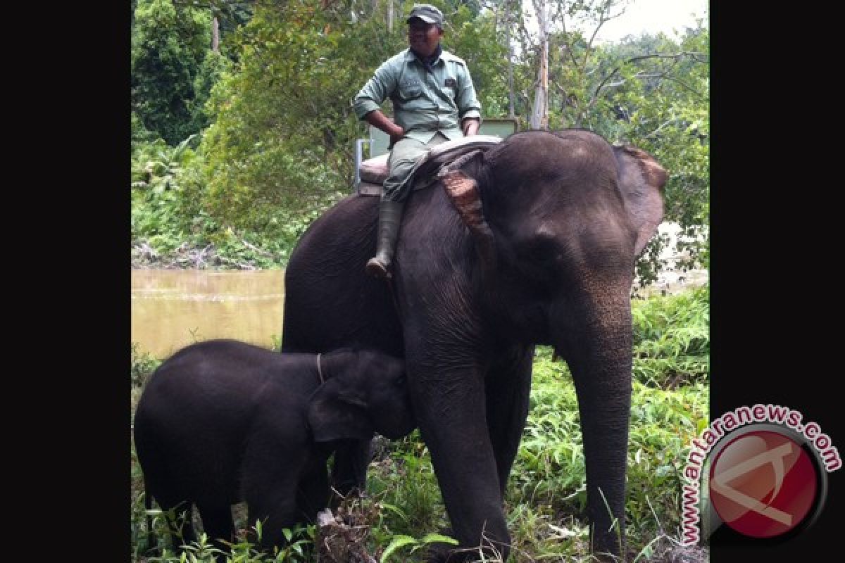 Bayi gajah terlahir cacat bisa berdiri untuk pertama kalinya