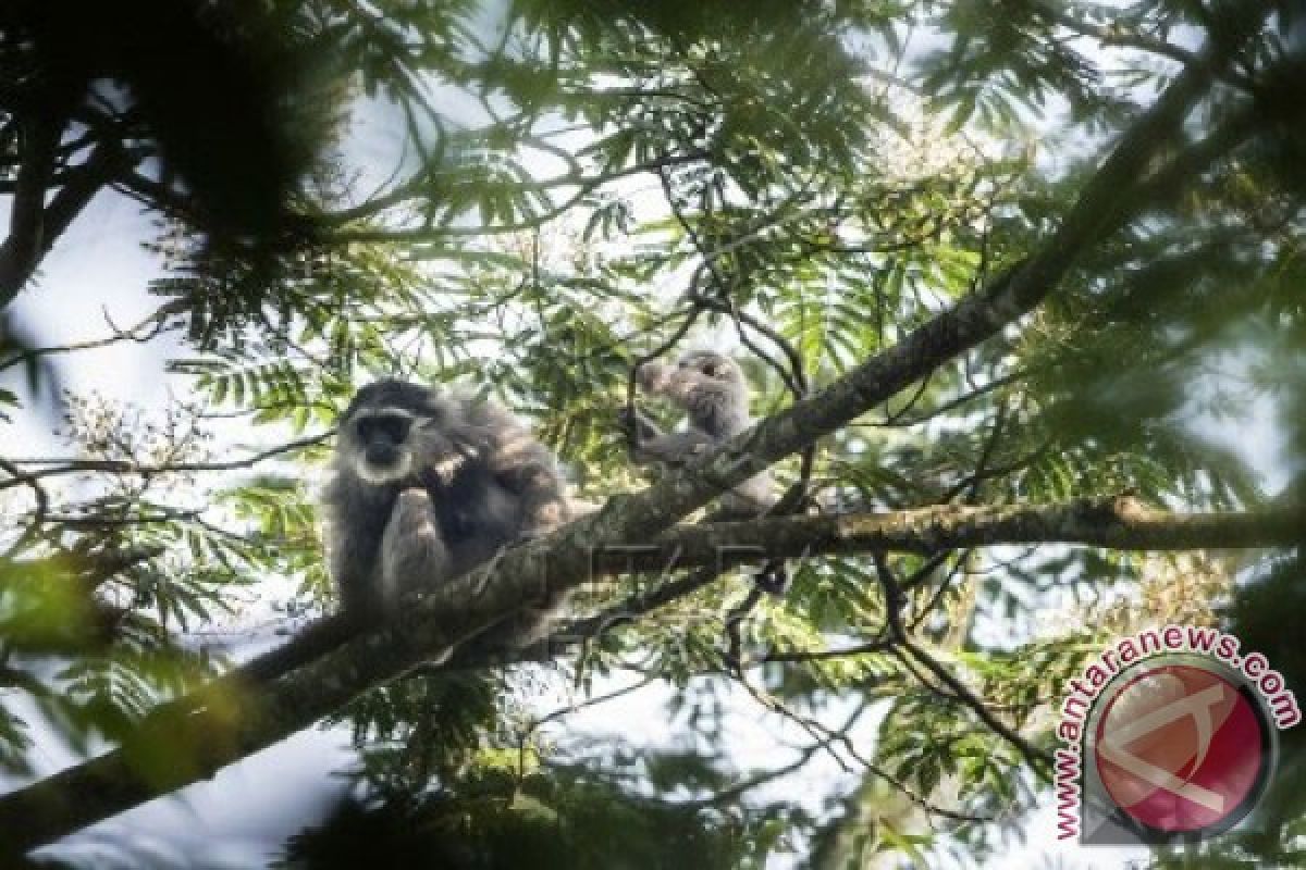 IAR Indonesia Lepasliarkan Primata Ini Ke Lampung