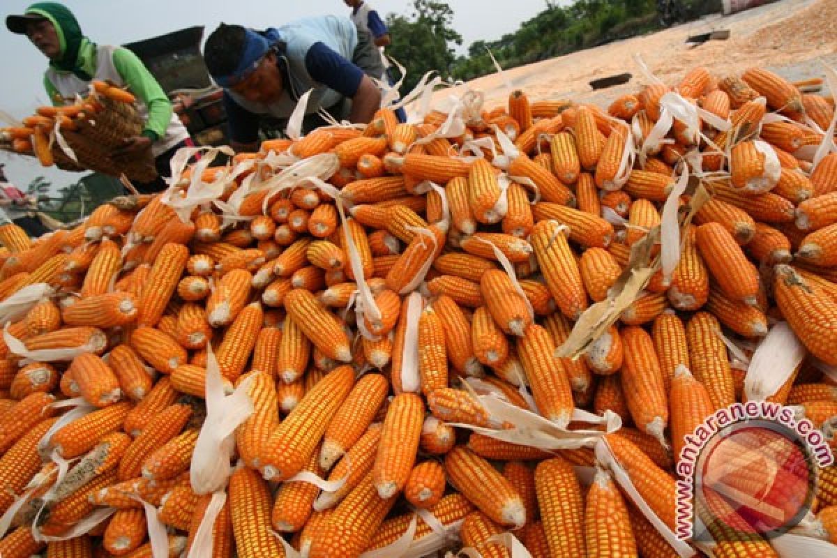 Bulog siap salurkan 600 ribu ton jagung