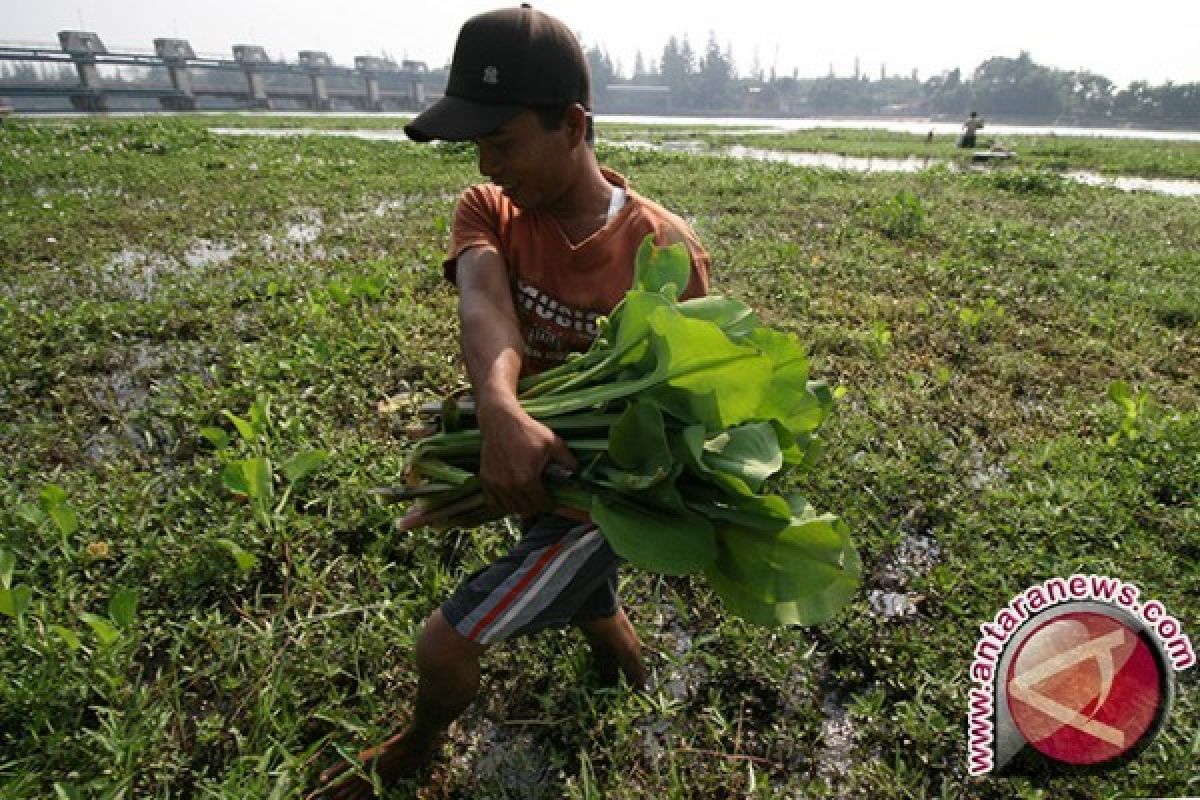 KTNA Banten Dorong Petani Kembangkan Tanaman Hortikultura