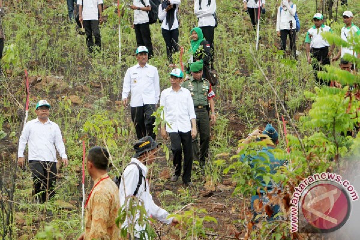 Presiden Minta Jumlah Bibit Pohon Ditanam Realistis 